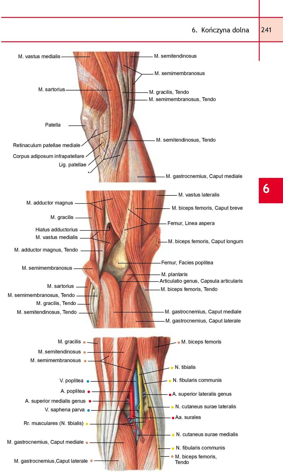 biceps femoris, Caput breve Femur, Linea aspera M. biceps femoris, Caput longum Femur, Facies poplitea M. plantaris Articulatio genus, Capsula articularis M. biceps femoris, Tendo M.