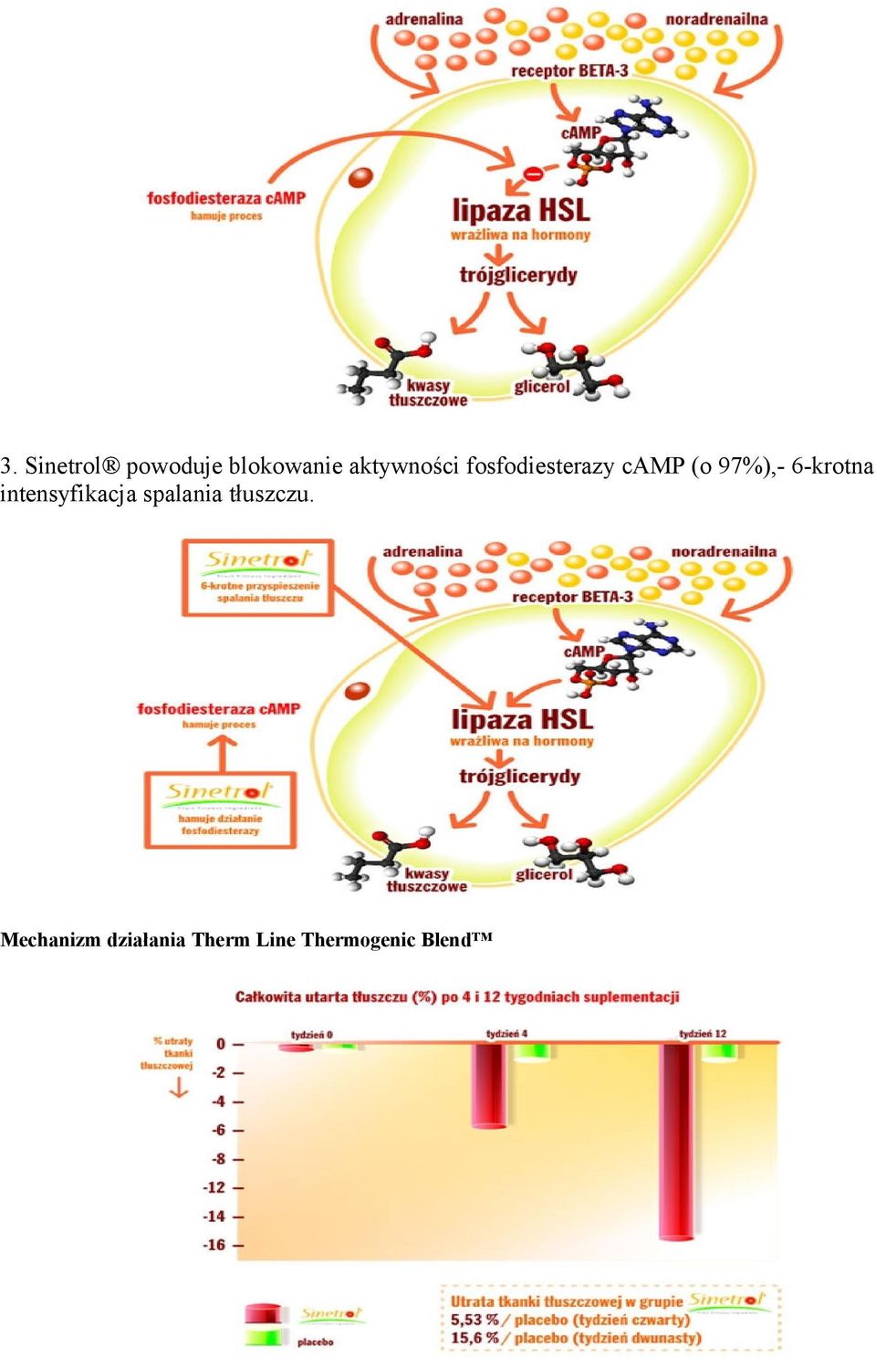 6-krotna intensyfikacja spalania tłuszczu.