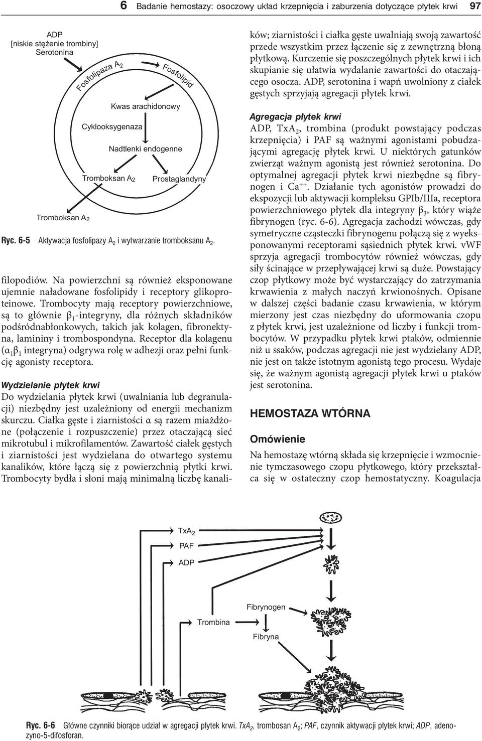 Na powierzchni są również eksponowane ujemnie naładowane fosfolipidy i receptory glikoproteinowe.