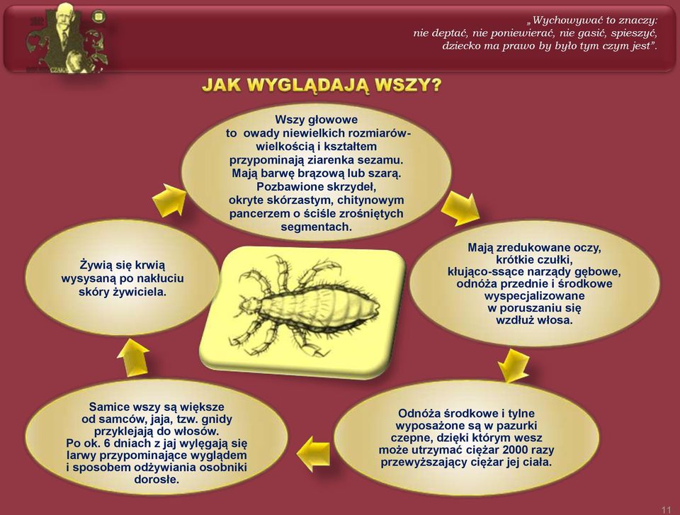Pozbawione skrzydeł, okryte skórzastym, chitynowym pancerzem o ściśle zrośniętych segmentach.