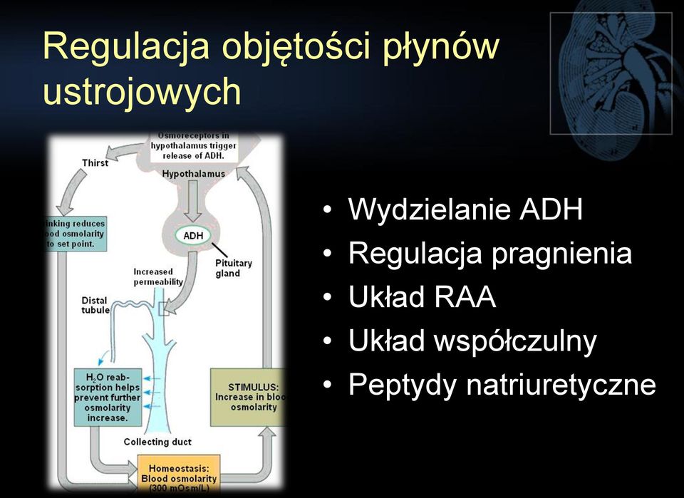 Regulacja pragnienia Układ RAA
