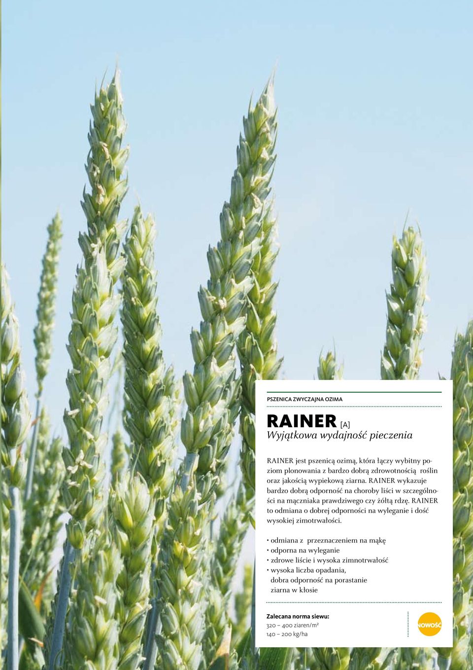 RAINER wykazuje bardzo dobrą odporność na choroby liści w szczególności na mączniaka prawdziwego czy żółtą rdzę.