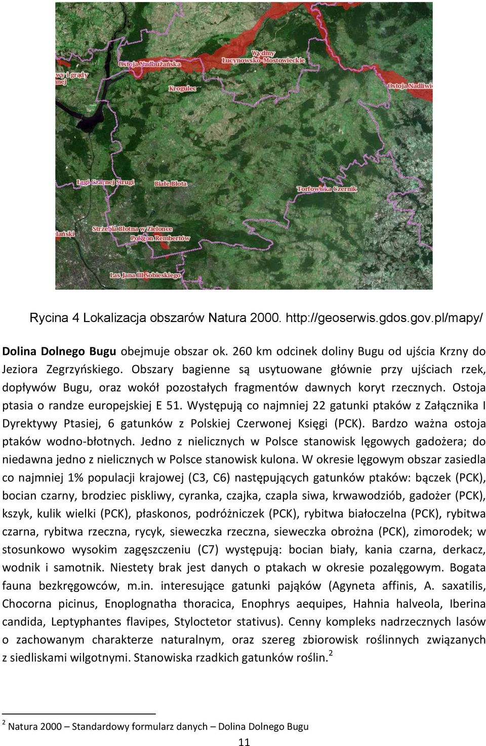 Występują co najmniej 22 gatunki ptaków z Załącznika I Dyrektywy Ptasiej, 6 gatunków z Polskiej Czerwonej Księgi (PCK). Bardzo ważna ostoja ptaków wodno-błotnych.