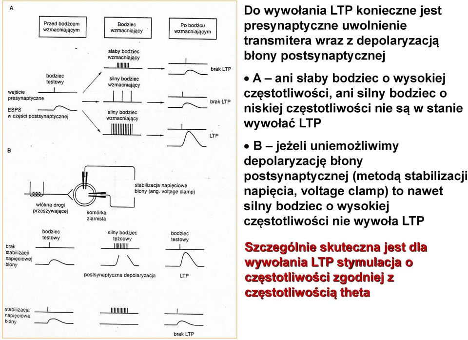 uniemożliwimy depolaryzację błony postsynaptycznej (metodą stabilizacji napięcia, voltage clamp) to nawet silny bodziec o