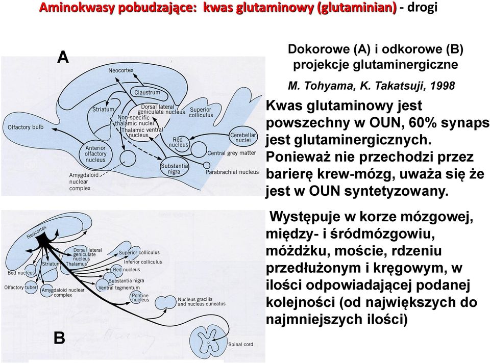 Ponieważ nie przechodzi przez barierę krew-mózg, uważa się że jest w OUN syntetyzowany.