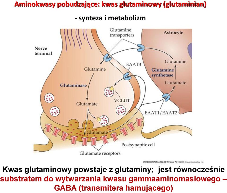 powstaje z glutaminy; jest równocześnie substratem do