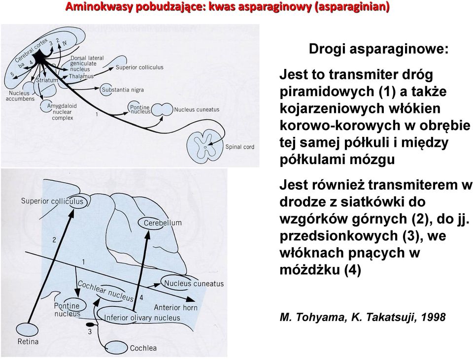 półkuli i między półkulami mózgu Jest również transmiterem w drodze z siatkówki do wzgórków