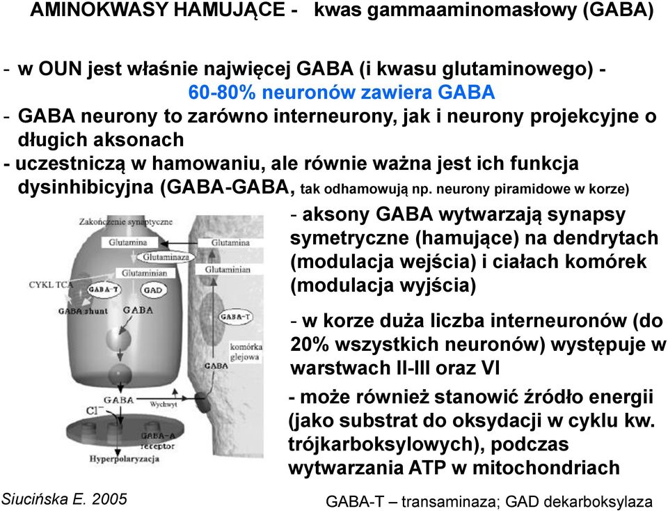 neurony piramidowe w korze) - aksony GABA wytwarzają synapsy symetryczne (hamujące) na dendrytach (modulacja wejścia) i ciałach komórek (modulacja wyjścia) - w korze duża liczba interneuronów (do