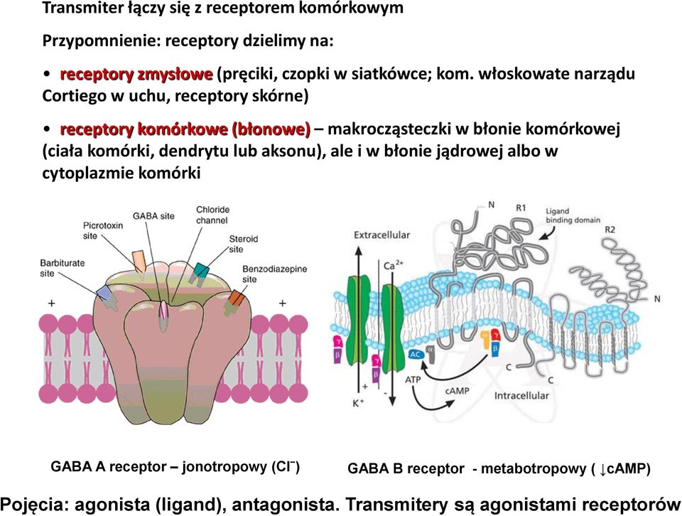 włoskowate narządu Cortiego w uchu, receptory skórne) receptory komórkowe (błonowe) makrocząsteczki w błonie komórkowej