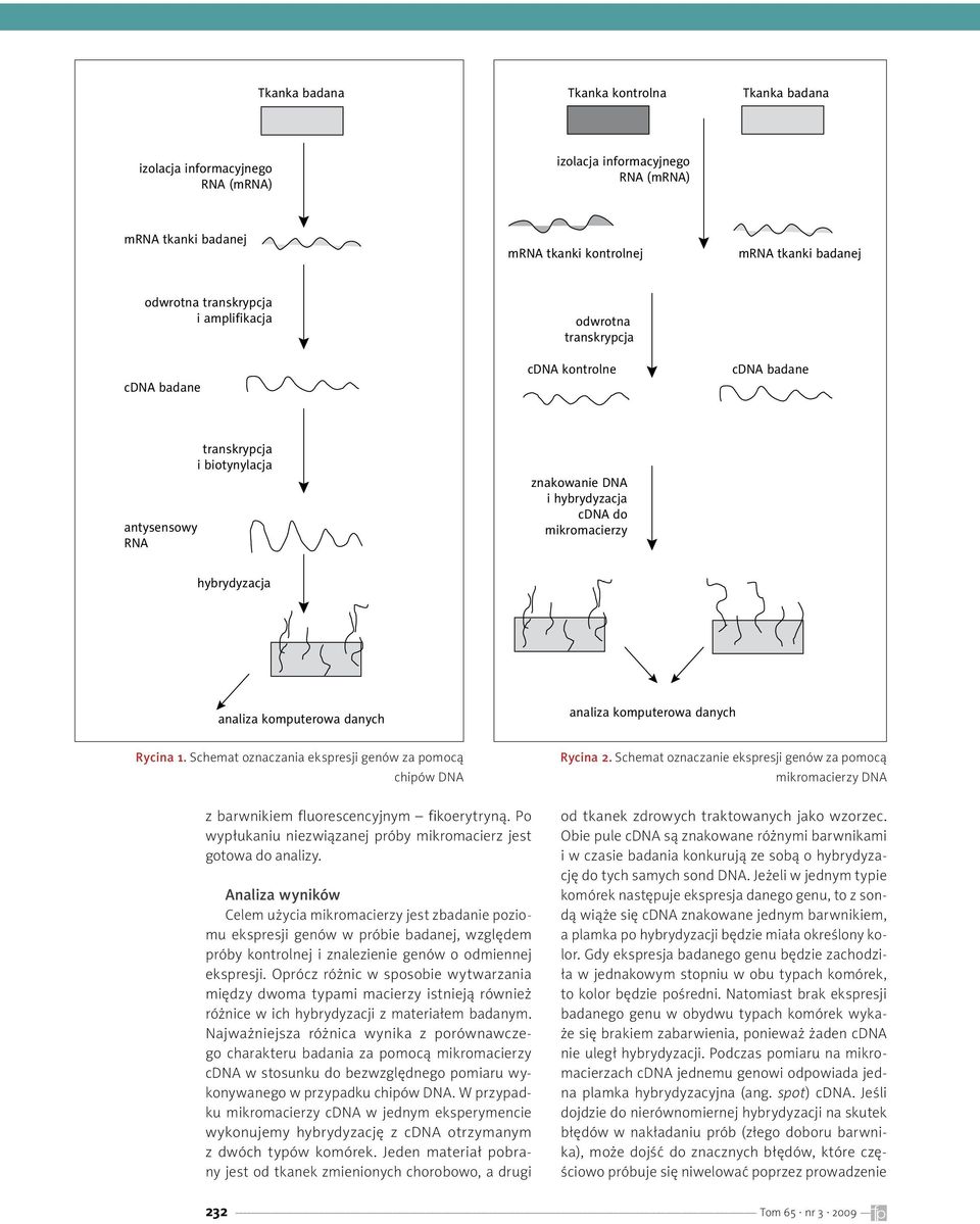 komputerowa danych analiza komputerowa danych Rycina 1. Schemat oznaczania ekspresji genów za pomocą chipów DNA Rycina 2.