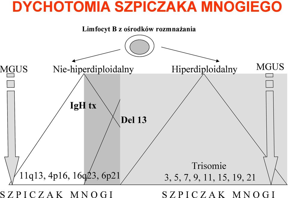 IgH tx Del 13 11q13, 4p16, 16q23, 6p21 S Z P I C Z A K M N