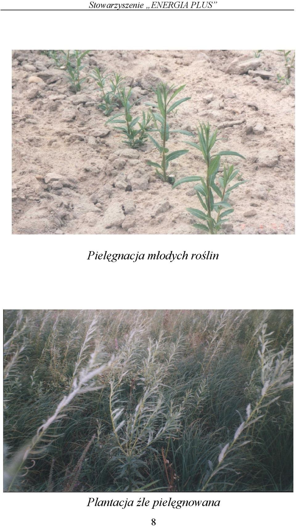 Pielęgnacja młodych