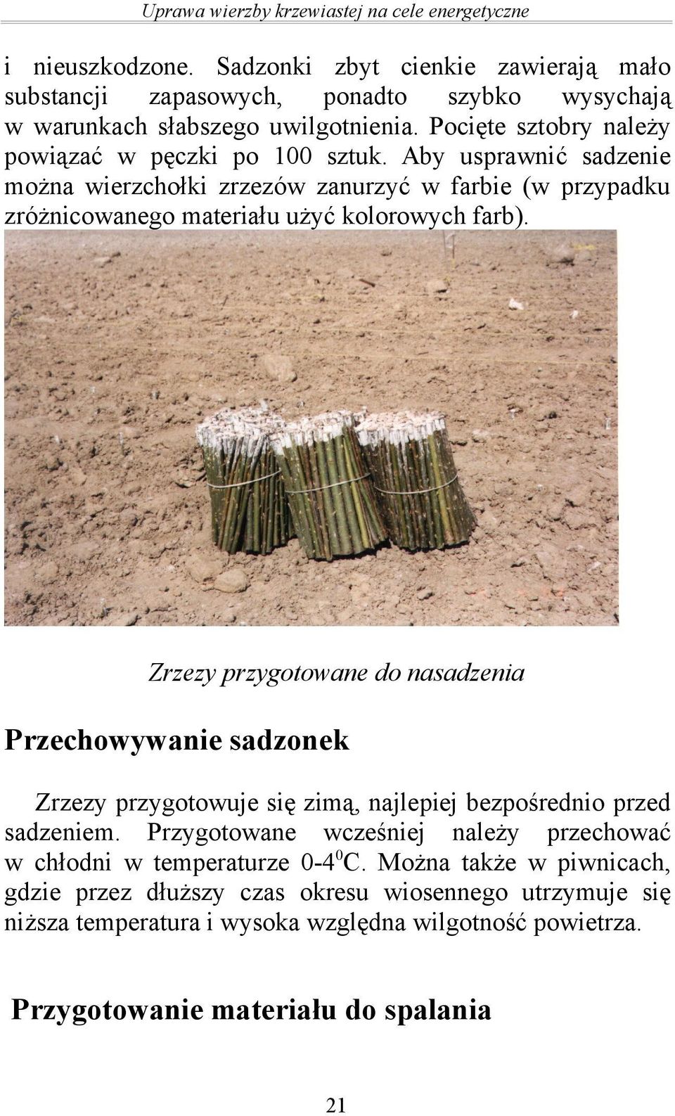 Zrzezy przygotowane do nasadzenia Przechowywanie sadzonek Zrzezy przygotowuje się zimą, najlepiej bezpośrednio przed sadzeniem.