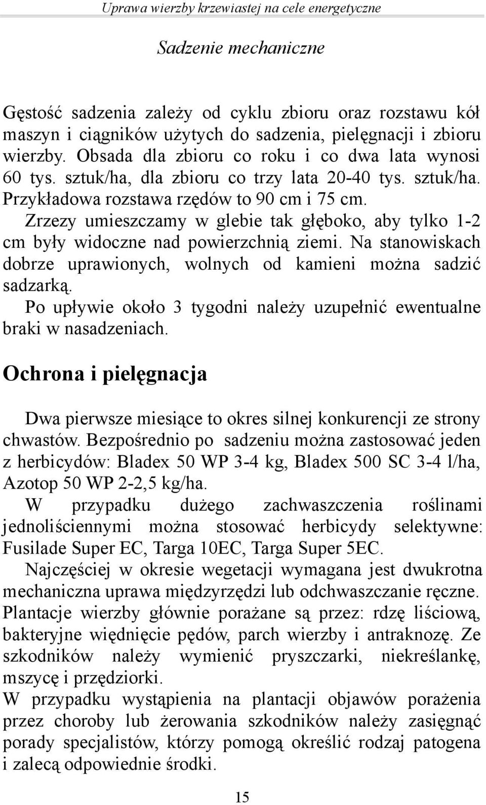 Zrzezy umieszczamy w glebie tak głęboko, aby tylko 1-2 cm były widoczne nad powierzchnią ziemi. Na stanowiskach dobrze uprawionych, wolnych od kamieni można sadzić sadzarką.