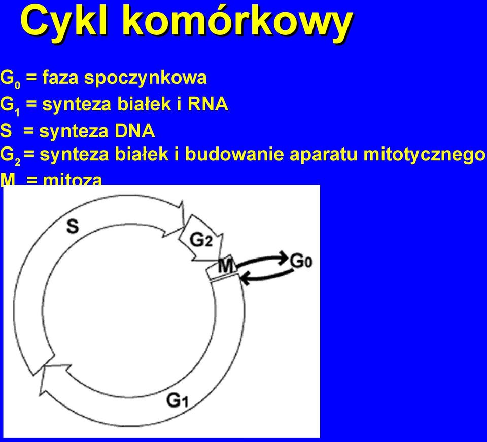 RNA S = synteza DNA G 2 = synteza