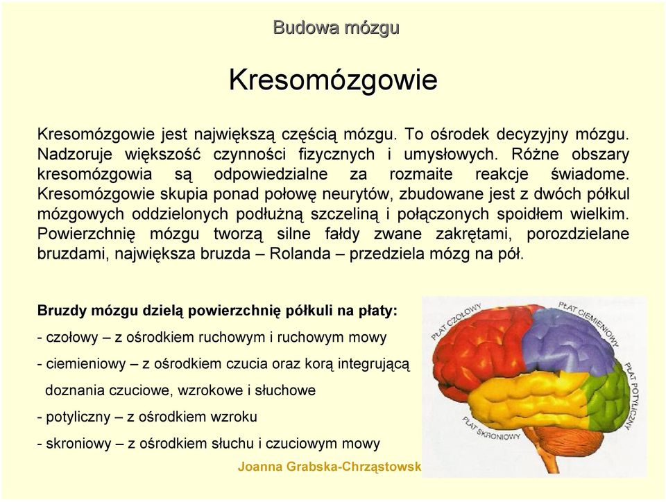 Kresomózgowie skupia ponad połowę neurytów, zbudowane jest z dwóch półkul mózgowych oddzielonych podłużną szczeliną i połączonych spoidłem wielkim.