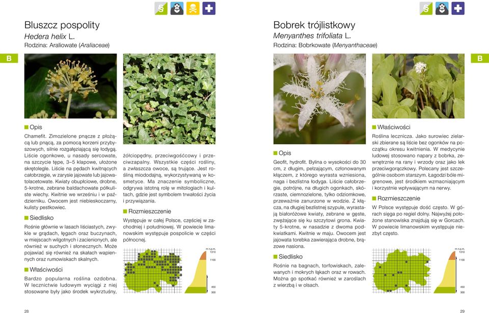 Liście na pędach kwitnących całobrzegie, w zarysie jajowate lub jajowatolacetowate. Kwiaty obupłciowe, drobne, 5-krotne, zebrane baldachowate półkuliste wiechy. Kwitnie we wrześniu i w październiku.