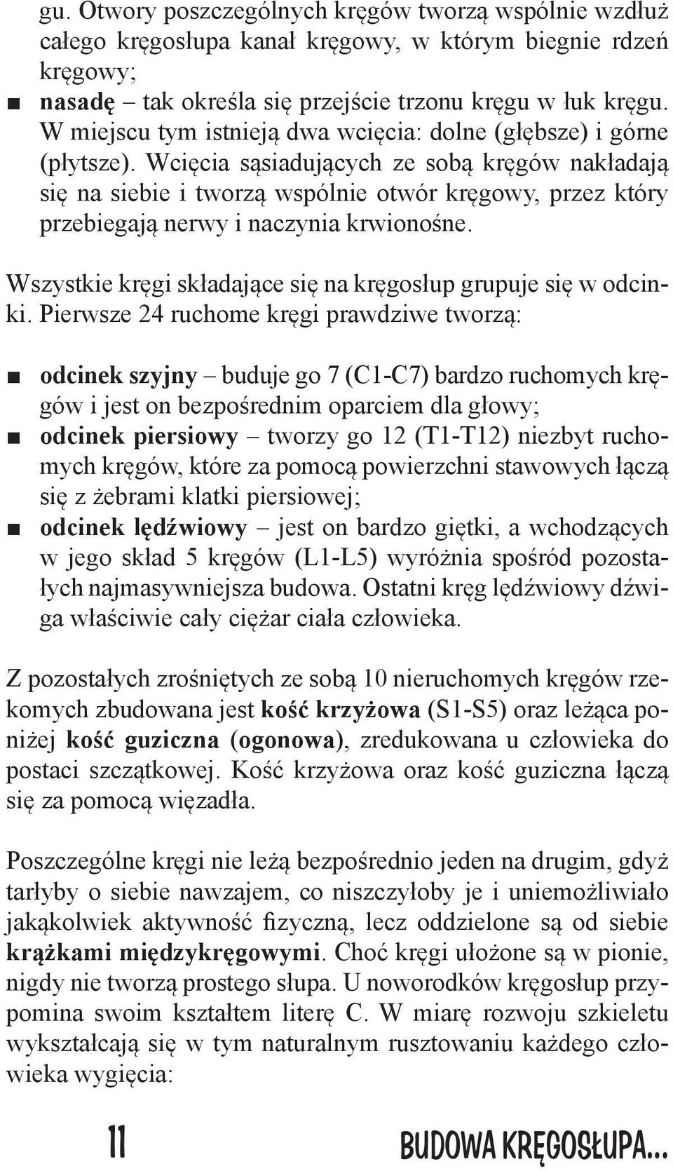 Wcięcia sąsiadujących ze sobą kręgów nakładają się na siebie i tworzą wspólnie otwór kręgowy, przez który przebiegają nerwy i naczynia krwionośne.