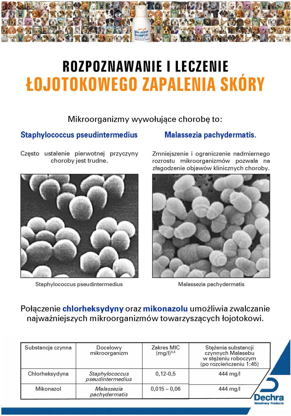 Staphylococcus pseudintermedius Malassezia pachydermatis Połączenie chlorheksydyny oraz mikonazolu umożliwia zwalczanie najważniejszych mikroorganizmów towarzyszących łojotokowi.