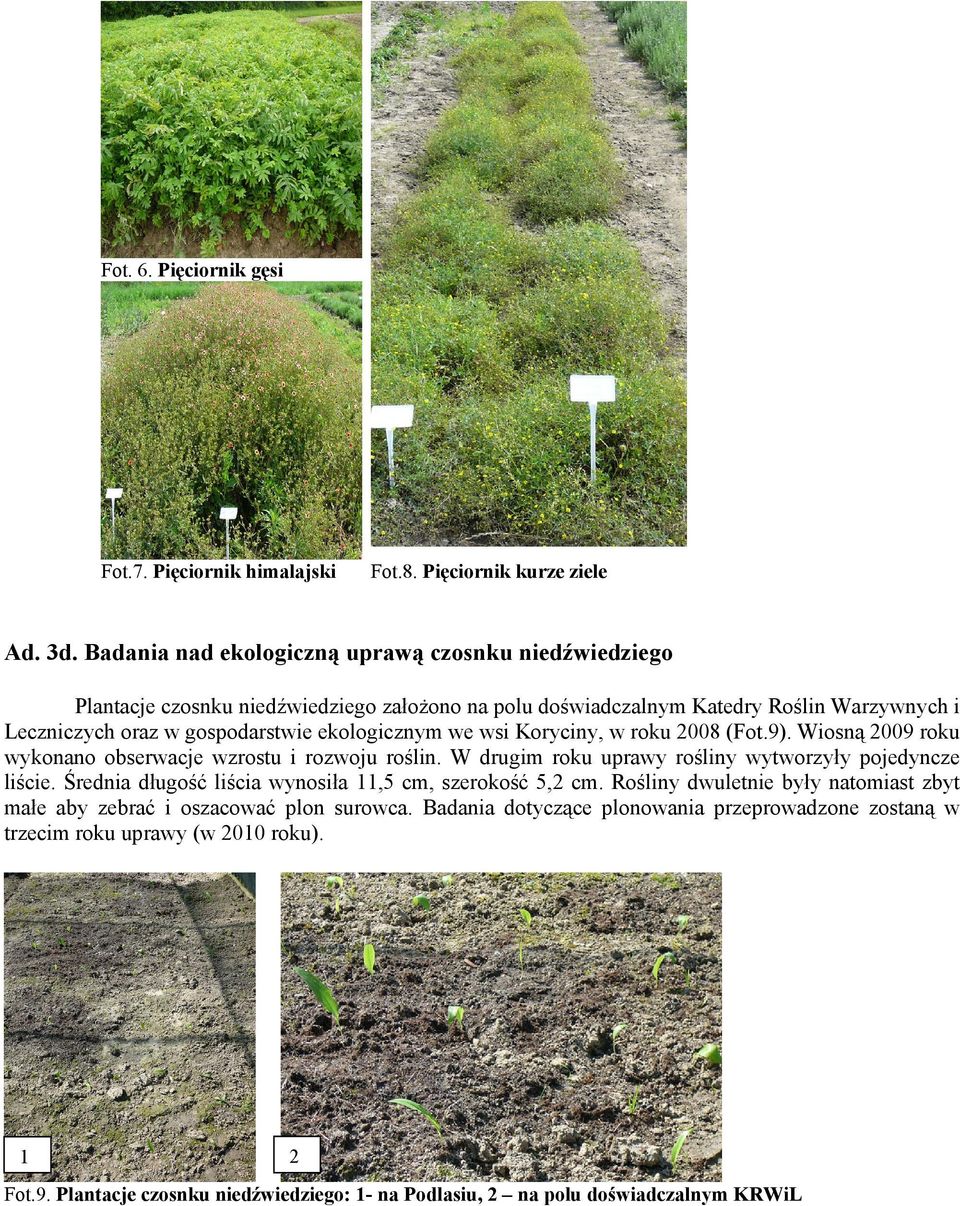 ekologicznym we wsi Koryciny, w roku 2008 (Fot.9). Wiosną 2009 roku wykonano obserwacje wzrostu i rozwoju roślin. W drugim roku uprawy rośliny wytworzyły pojedyncze liście.
