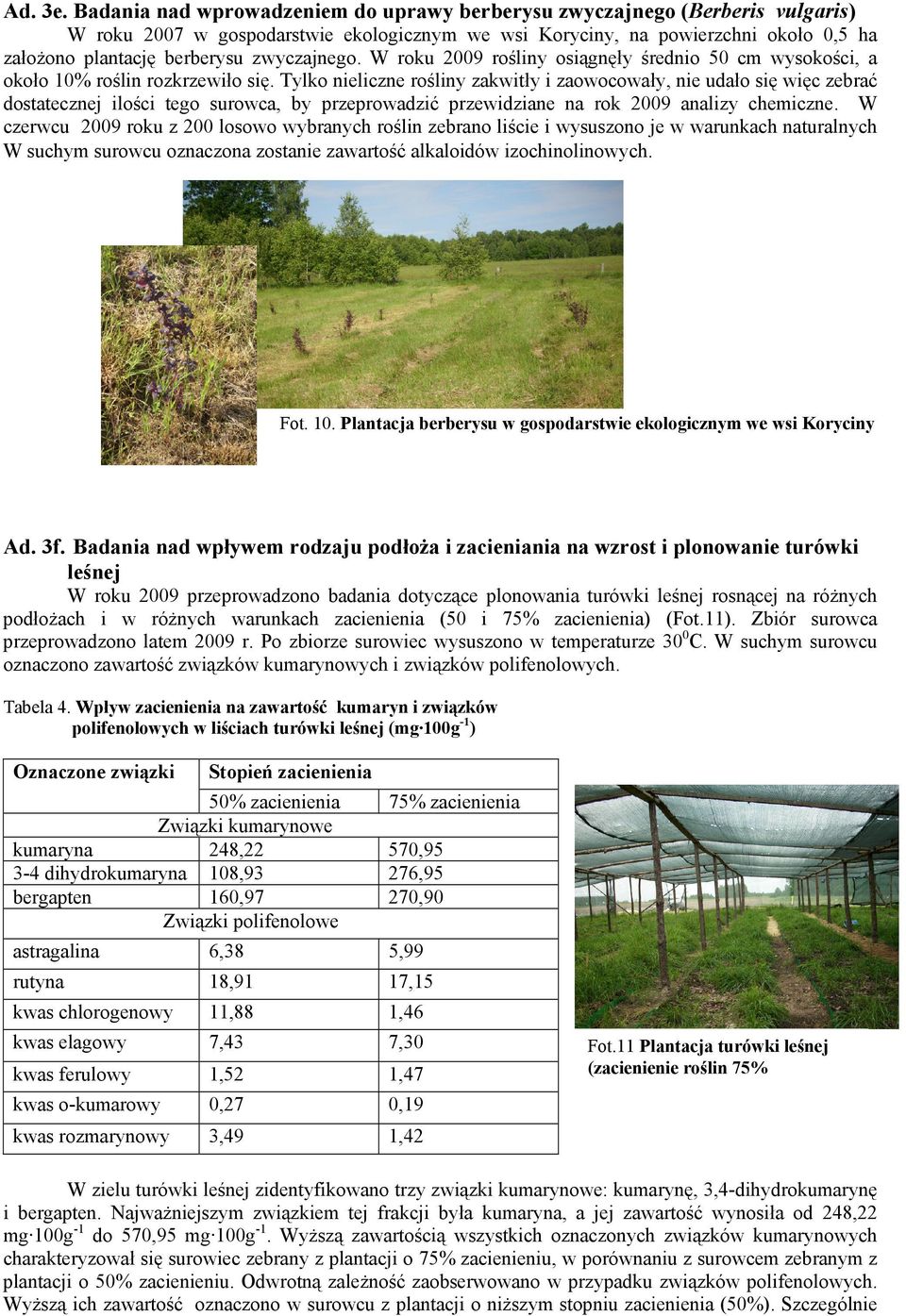 zwyczajnego. W roku 2009 rośliny osiągnęły średnio 50 cm wysokości, a około 10% roślin rozkrzewiło się.