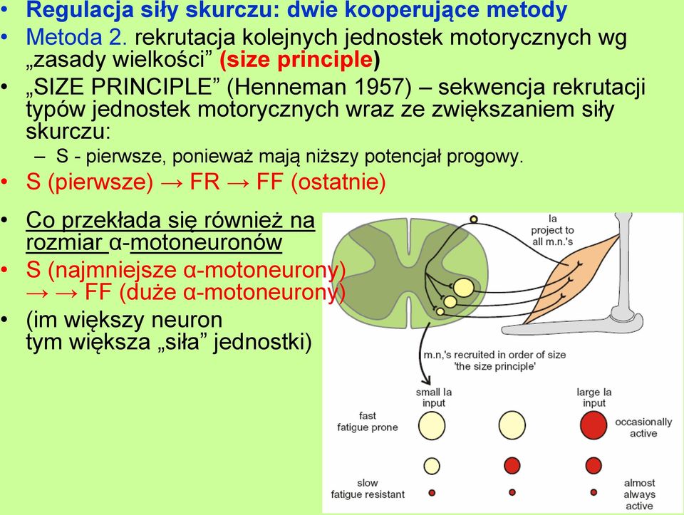 rekrutacji typów jednostek motorycznych wraz ze zwiększaniem siły skurczu: S - pierwsze, ponieważ mają niższy potencjał