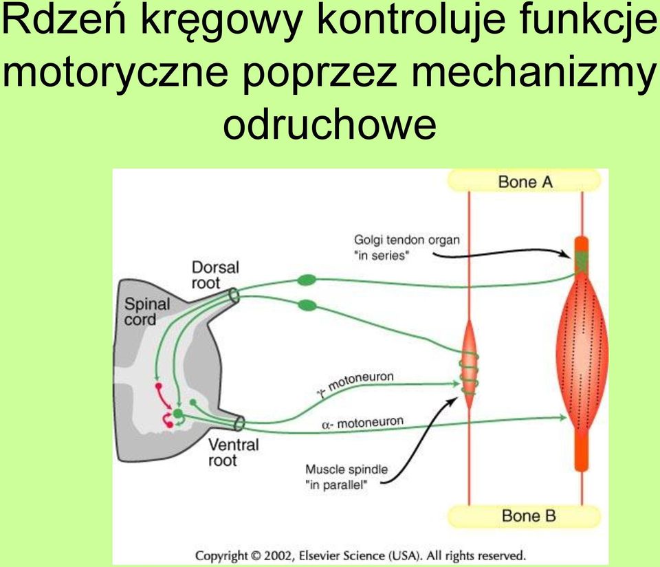 funkcje