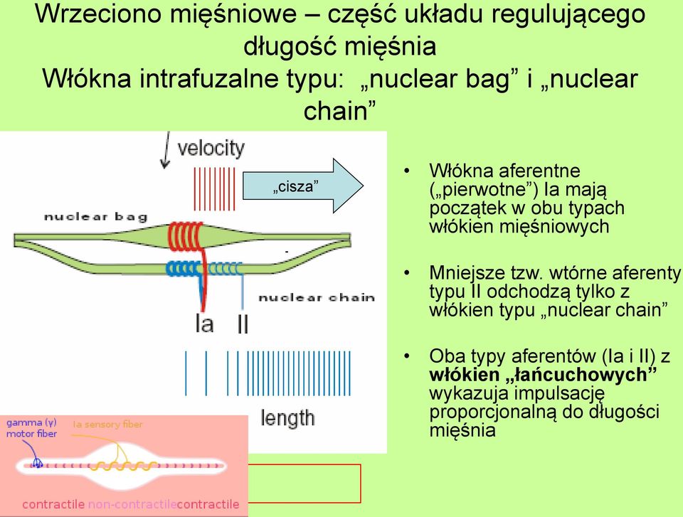 mięśniowych Mniejsze tzw.