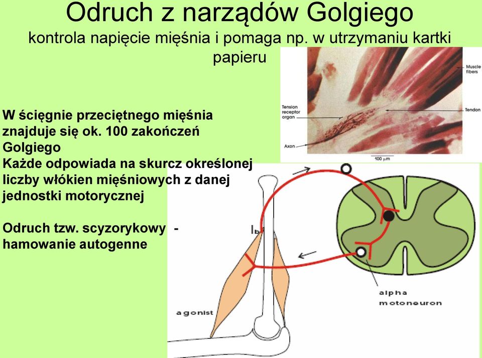 100 zakończeń Golgiego Każde odpowiada na skurcz określonej liczby włókien