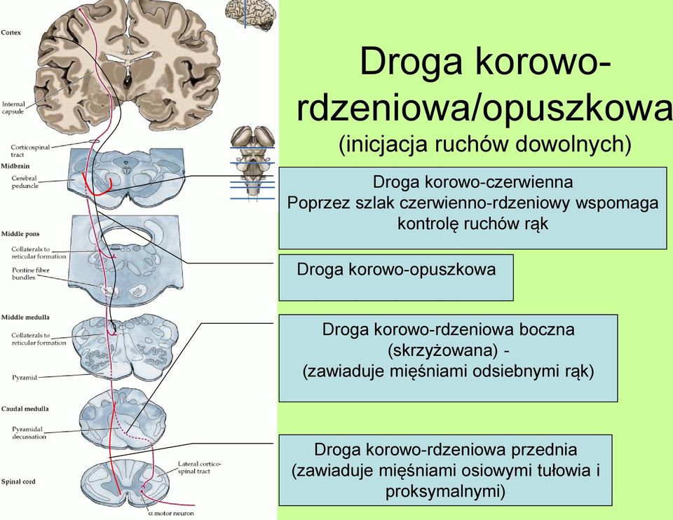 korowo-opuszkowa Droga korowo-rdzeniowa boczna (skrzyżowana) - (zawiaduje mięśniami