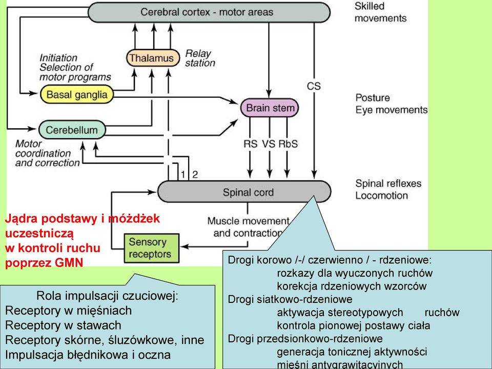 rdzeniowe: rozkazy dla wyuczonych ruchów korekcja rdzeniowych wzorców Drogi siatkowo-rdzeniowe aktywacja stereotypowych