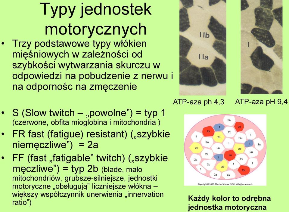 szybkie niemęczliwe ) = 2a FF (fast fatigable twitch) ( szybkie męczliwe ) = typ 2b (blade, mało mitochondriów, grubsze-silniejsze, jednostki