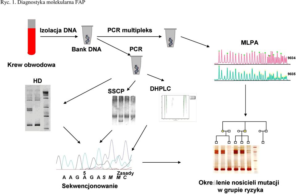 Diagnostyka molekularna FAP Izolacja DNA PCR multipleks Bank DNA PCR MLPA Krew