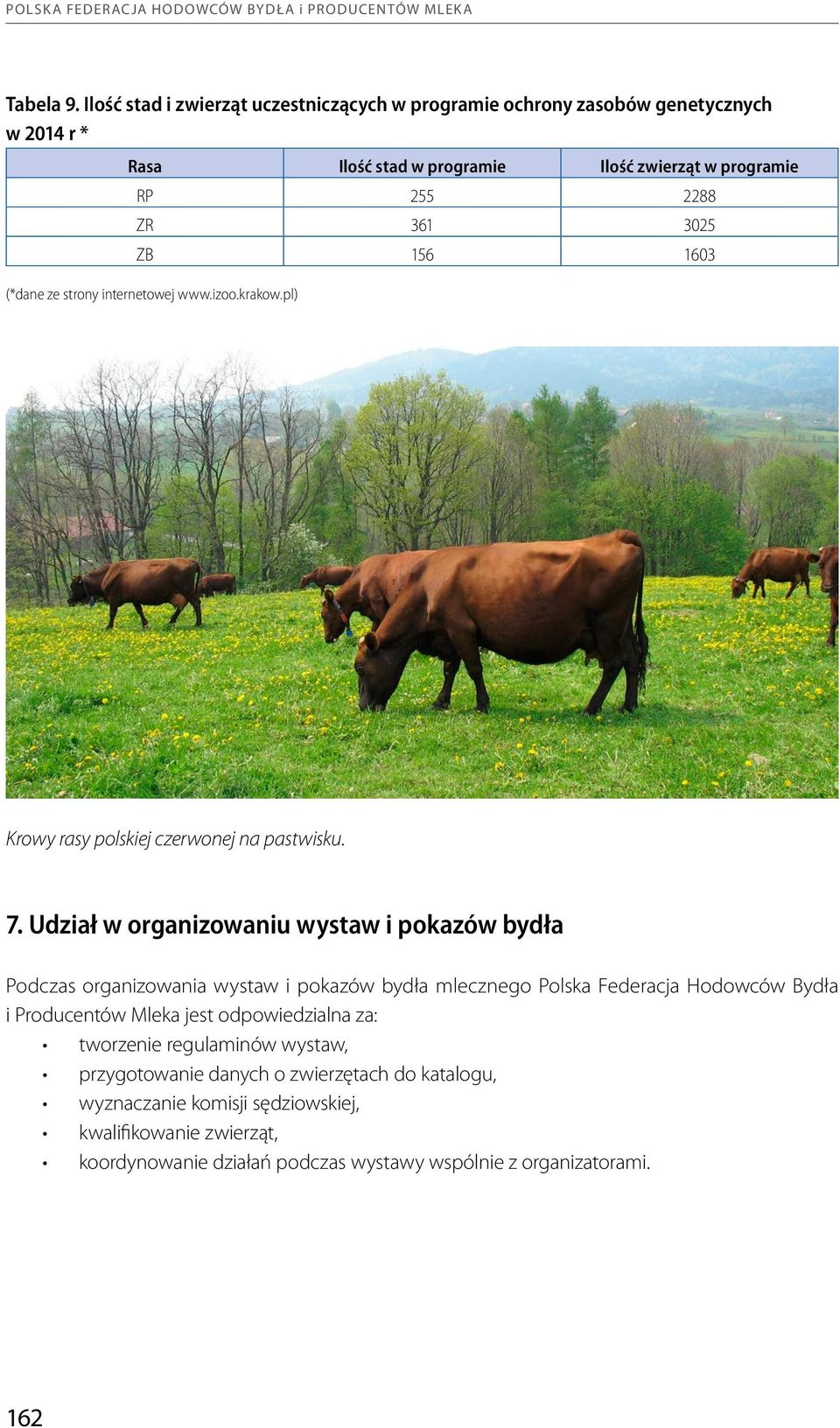 (*dane ze strony internetowej www.izoo.krakow.pl) Krowy rasy polskiej czerwonej na pastwisku. 7.