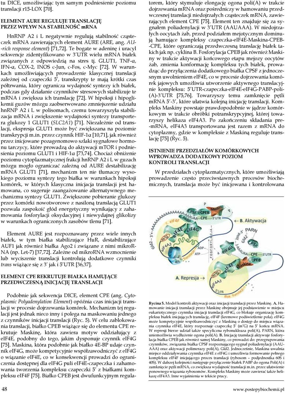 Te bogate w adeninę i uracyl sekwencje zidentyfikowano w 3 UTR wielu mrna białek związanych z odpowiedzią na stres tj. GLUT1, TNF-α, IFN-α, COX-2, INOS c-jun, c-fos, c-myc [72].