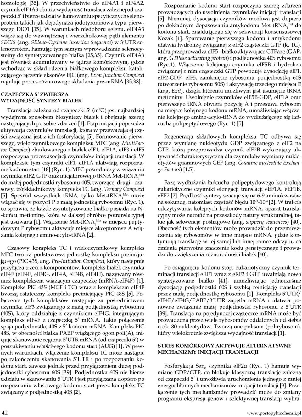 typu pierwszego DIO1 [35]. W warunkach niedoboru selenu, eif4a3 wiąże się do wewnętrznej i wierzchołkowej pętli elementu SECIS (ang.