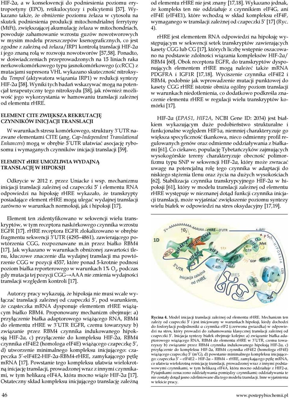 wzrostu guzów nowotworowych w mysim modelu przeszczepów ksenograficznych, co jest zgodne z zależną od żelaza/irp1 kontrolą translacji HIF-2α i jego znaną rolą w rozwoju nowotworów [57,58].