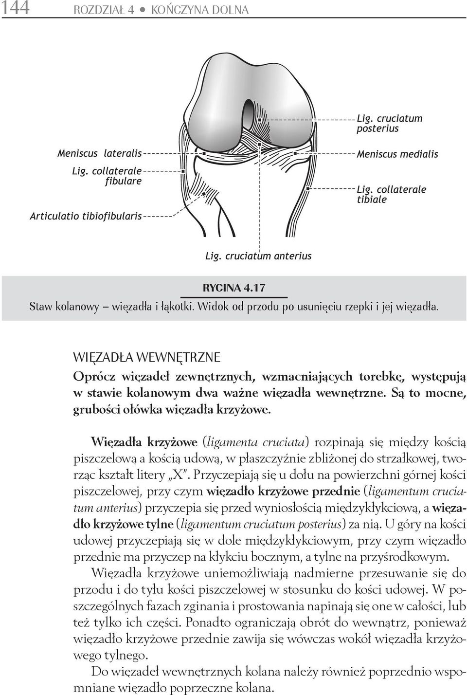 Więzadła krzyżowe (ligamenta cruciata) rozpinają się między kością piszczelową a kością udową, w płaszczyźnie zbliżonej do strzałkowej, tworząc kształt litery X.