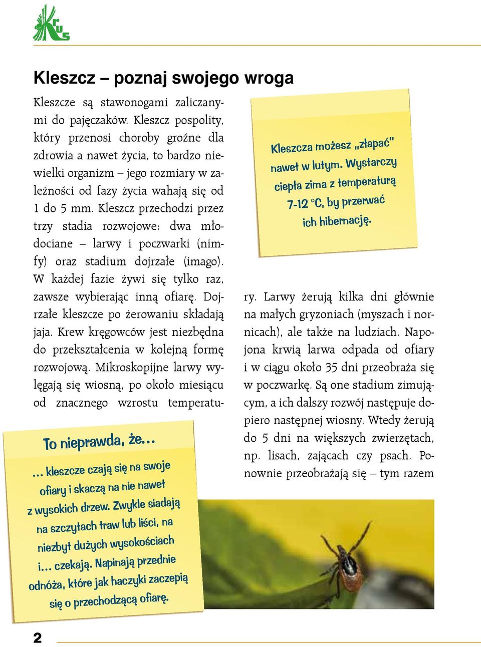 2 Kleszcza możesz złapać nawet w lutym. Wystarczy ciepła zima z temperaturą 7-12 C, by przerwać ich hibernację. Kleszcze są stawonogami zaliczanymi do pajęczaków.