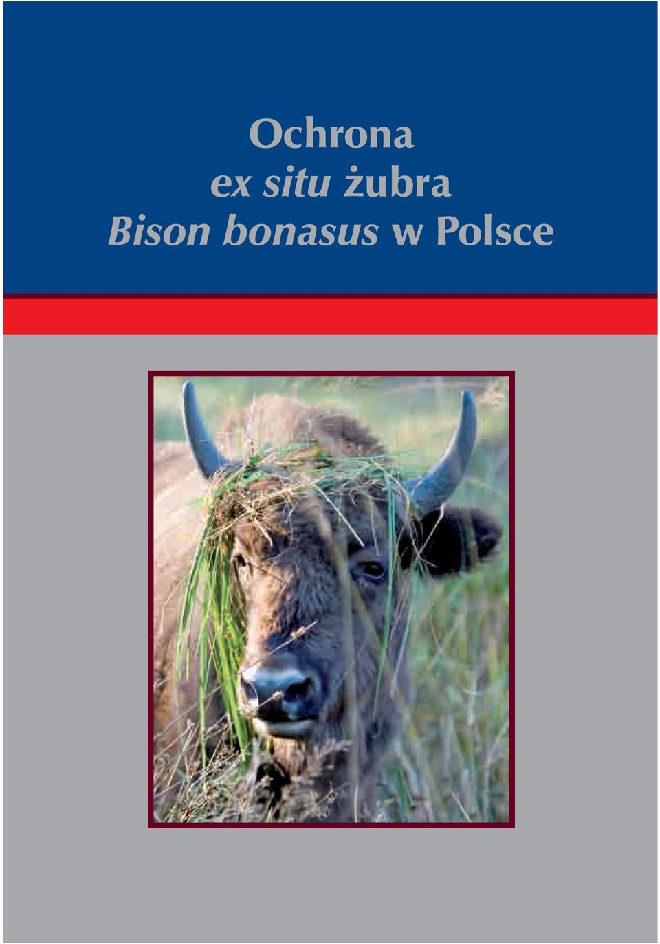 Bison