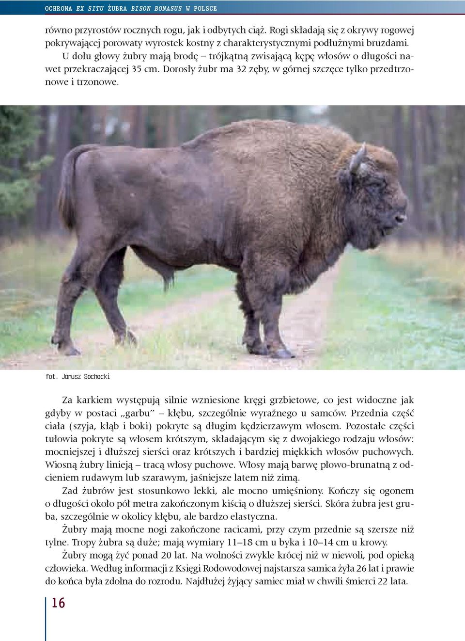 U dołu głowy żubry mają brodę trójkątną zwisającą kępę włosów o długości nawet przekraczającej 35 cm. Dorosły żubr ma 32 zęby, w górnej szczęce tylko przedtrzonowe i trzonowe. fot.