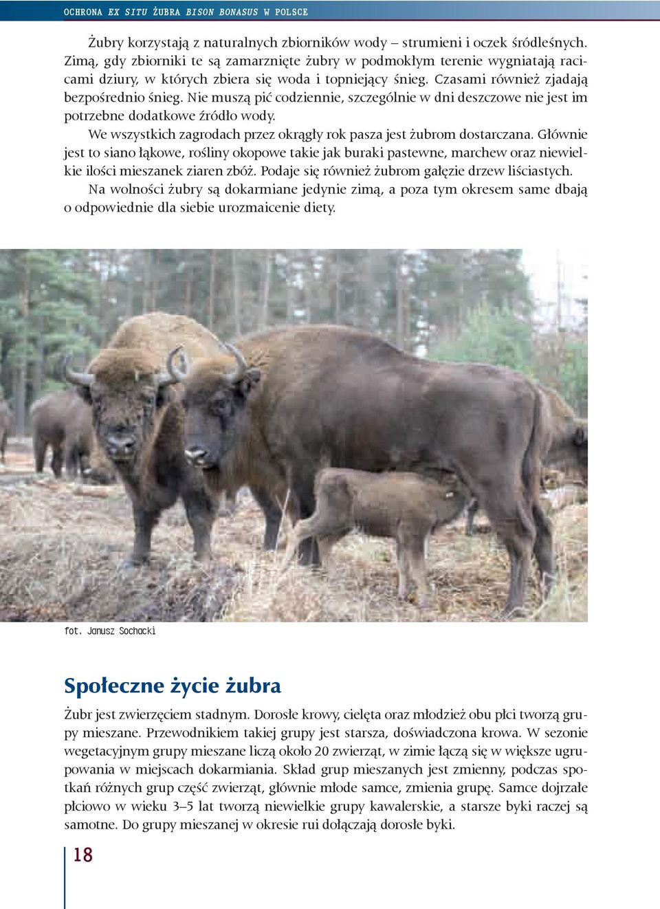 Nie muszą pić codziennie, szczególnie w dni deszczowe nie jest im potrzebne dodatkowe źródło wody. We wszystkich zagrodach przez okrągły rok pasza jest żubrom dostarczana.