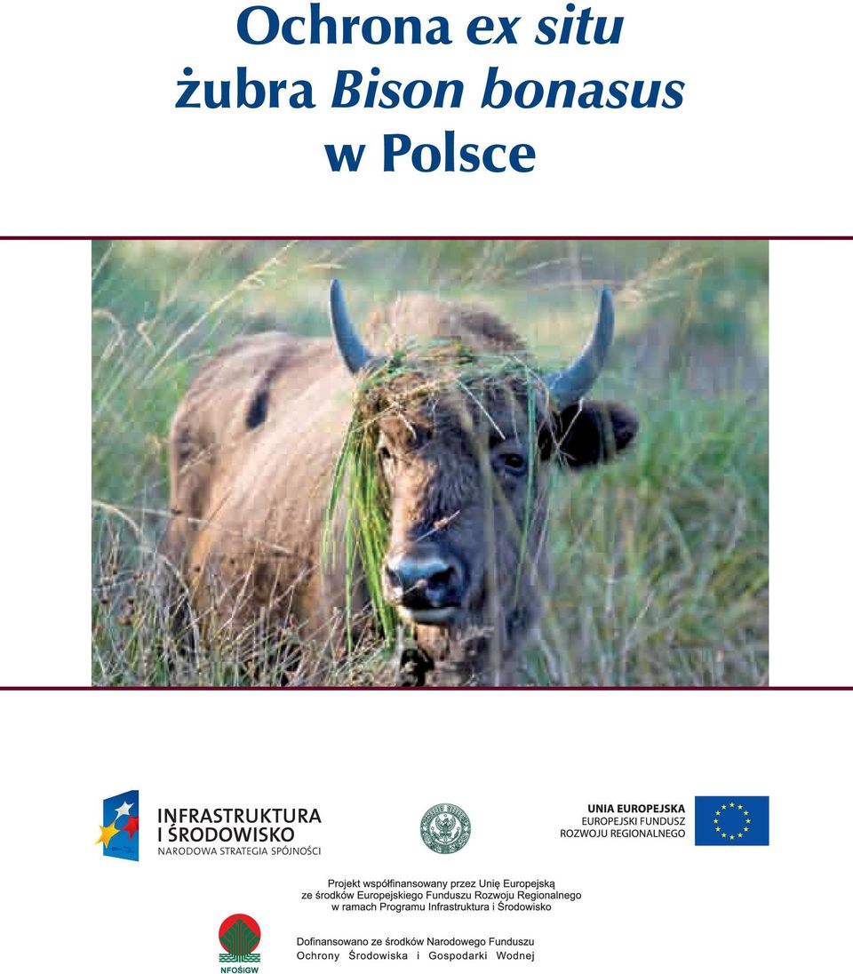 Bison