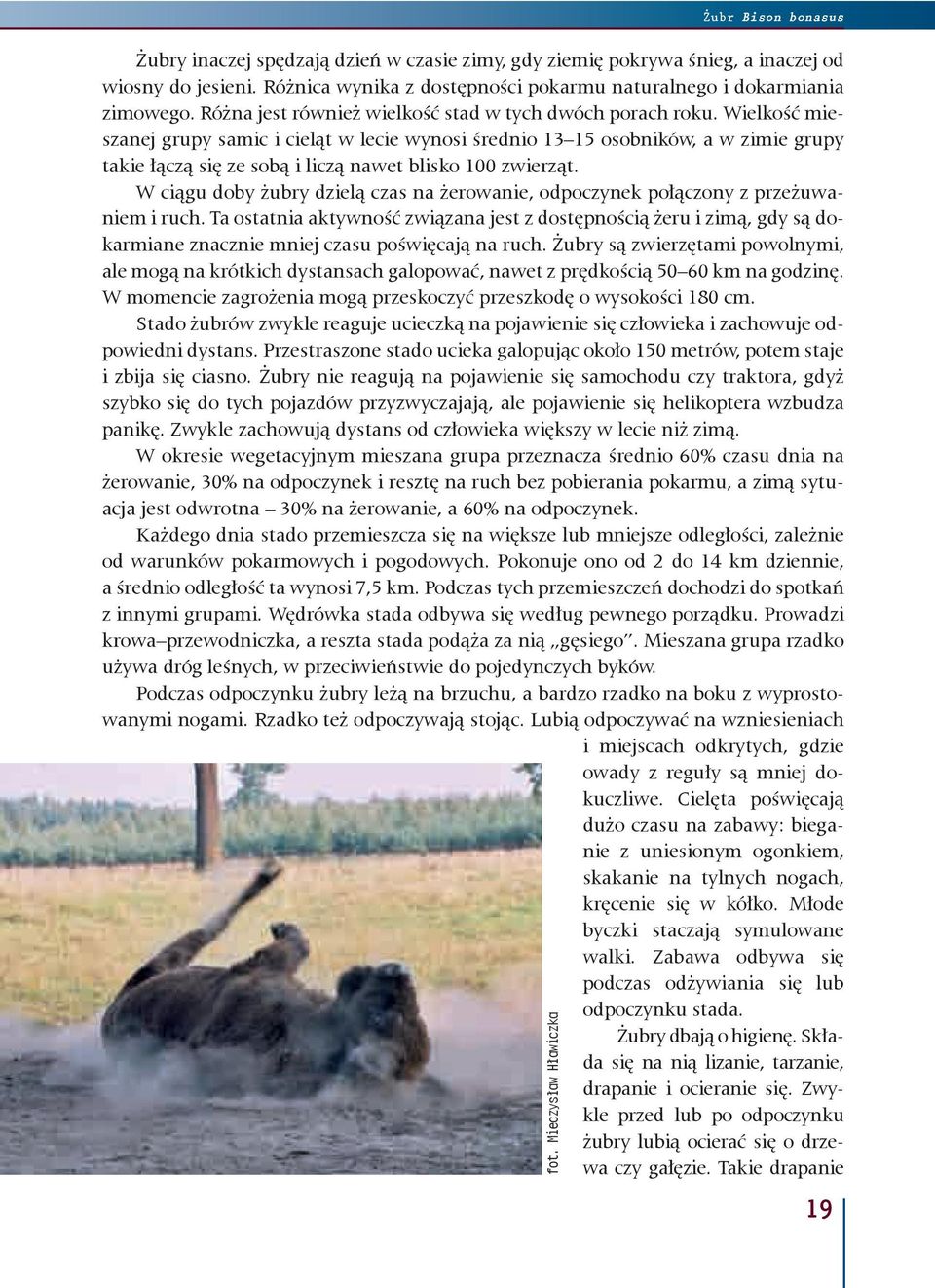 Wielkość mieszanej grupy samic i cieląt w lecie wynosi średnio 13 15 osobników, a w zimie grupy takie łączą się ze sobą i liczą nawet blisko 100 zwierząt.