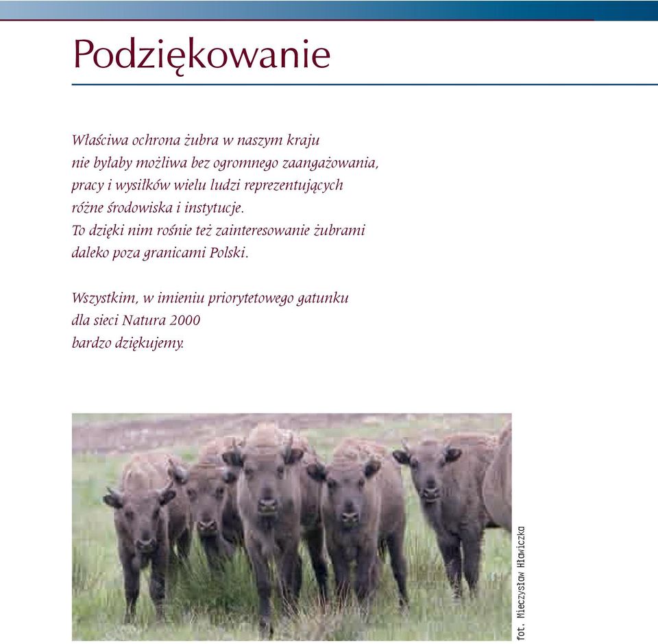 To dzięki nim rośnie też zainteresowanie żubrami daleko poza granicami Polski.