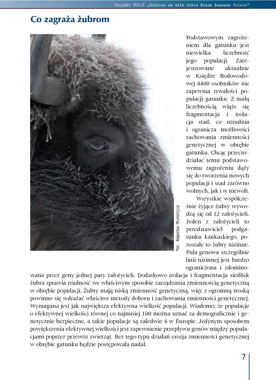 Z małą liczebnością wiąże się fragmentacja i izolacja stad, co utrudnia i ogranicza możliwości zachowania zmienności genetycznej w obrębie gatunku.