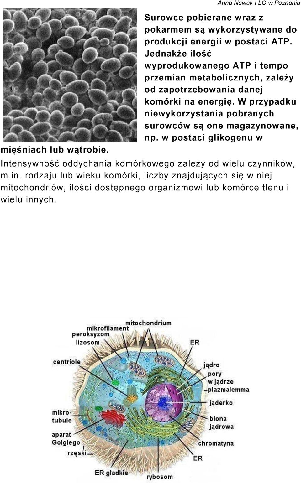 W przypadku niewykorzystania pobranych surowców są one magazynowane, np.