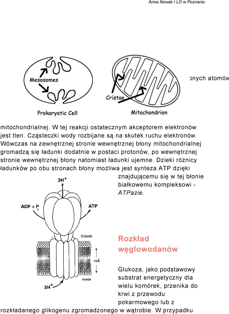 Wówczas na zewnętrznej stronie wewnętrznej błony mitochondrialnej gromadzą się ładunki dodatnie w postaci protonów, po wewnętrznej stronie wewnętrznej błony natomiast ładunki