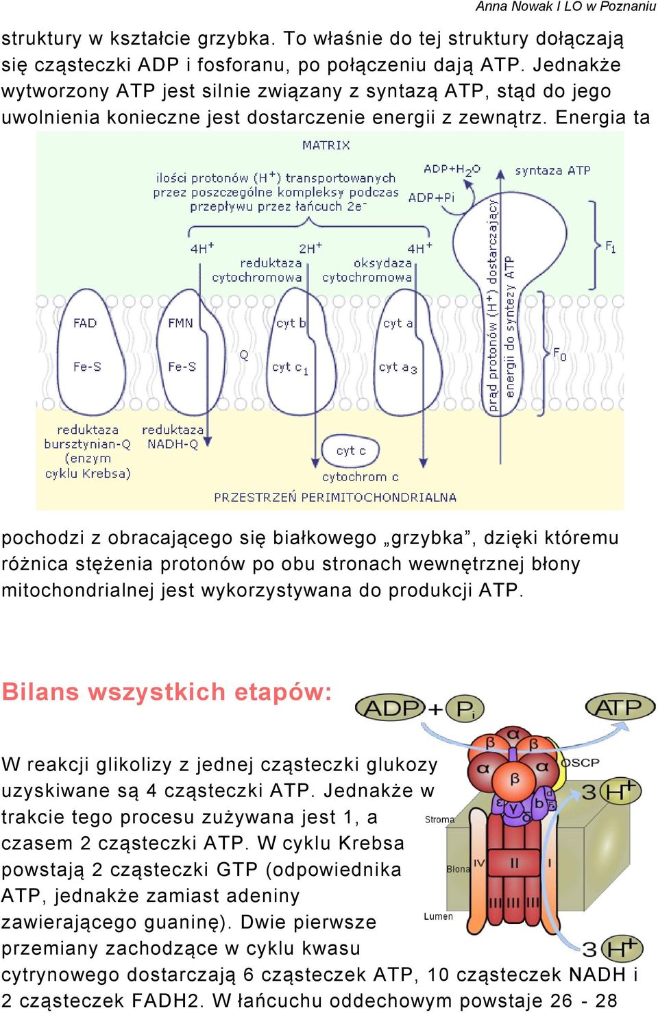 Energia ta pochodzi z obracającego się białkowego grzybka, dzięki któremu różnica stężenia protonów po obu stronach wewnętrznej błony mitochondrialnej jest wykorzystywana do produkcji ATP.