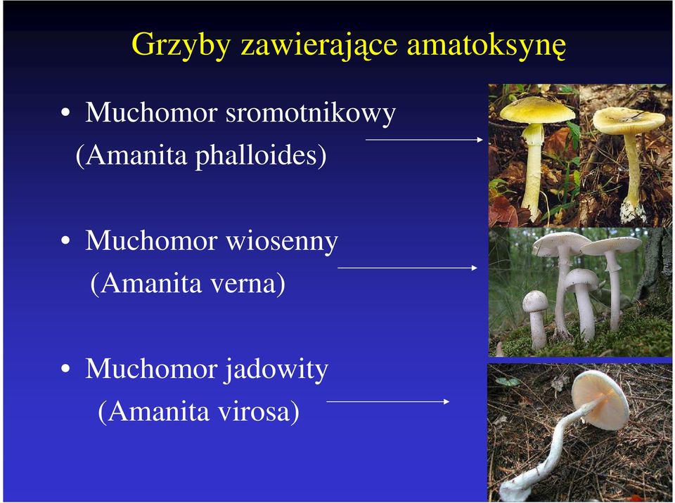 phalloides) Muchomor wiosenny